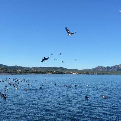 Pélicans au festin à Loreto