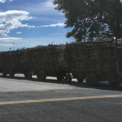 Un tracteur optimisé en canne à sucre