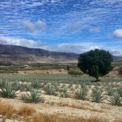 Je quitte Oaxaca et prends la route du Mezcal