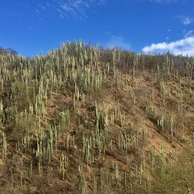 Cactus psychédéliques