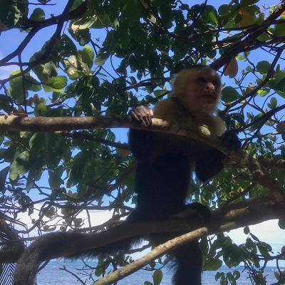 Singe à tête jaune