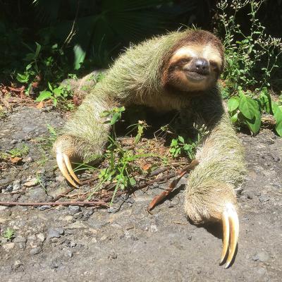 Rencontre avec un paresseux juste au bord de la route
