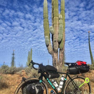 Cactus de Basse Californie