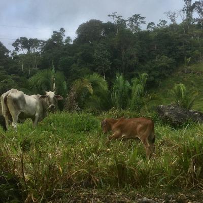 Campagnes du Guatemala