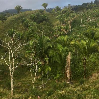 Campagnes du Guatemala