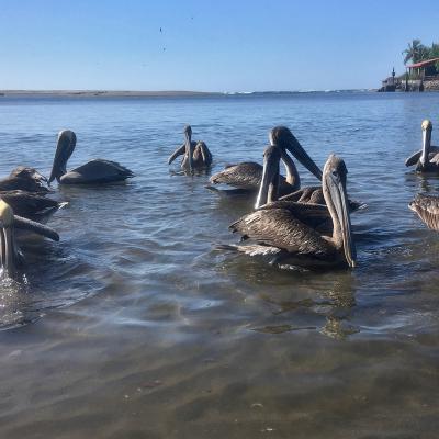 Pélicans de Las Penitas au Nicaragua