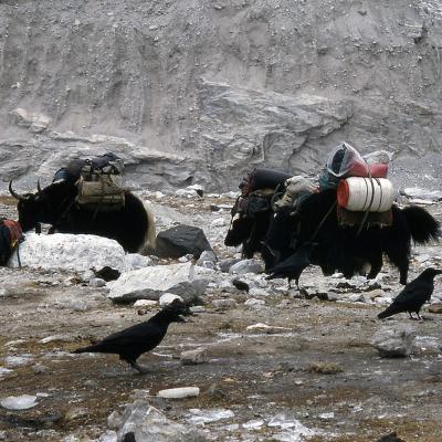 Nous quittons le camp de base