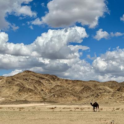 Les dromadaires... non moins incontournables