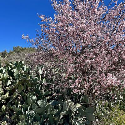 Figuiers de barbarie et amandiers dans le sud